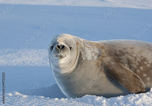 Portrait snarling crabeater seal on a sunny day.