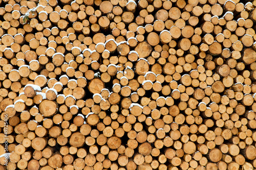 Baumstämme Hintergrund