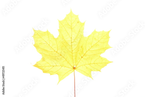 autumn maple leaf isolated