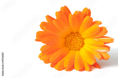Beautiful orange daisy  isolated on white background