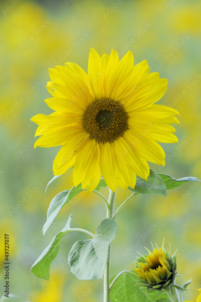 Fototapeta premium Sonnenblume