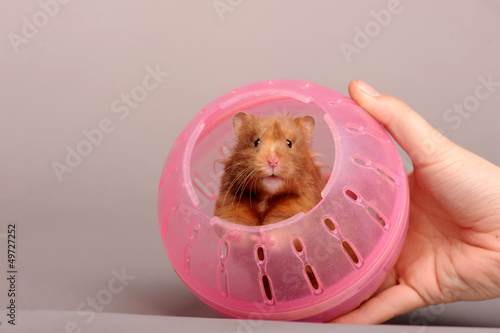 hamster ball