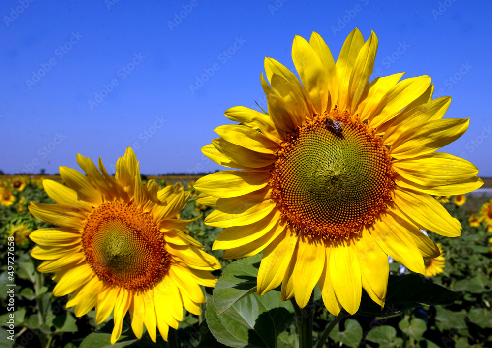 Fototapeta premium sunflower2