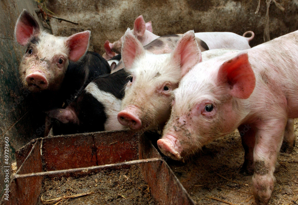 pigs pigs