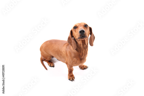 Dachshund