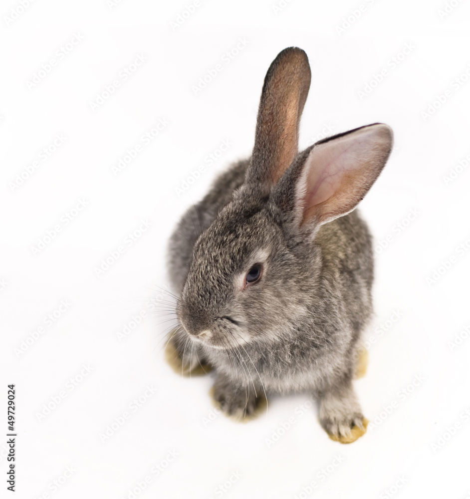 rabbits with long ears standing isolated on white rabbits with long ears standing isolated on white