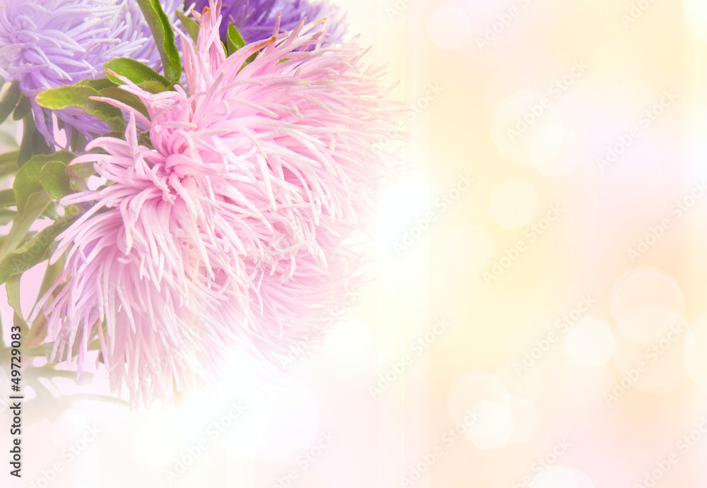 Fototapeta premium Aster flowers