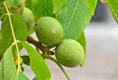Wallpaper Mural Walnut tree (Juglans regia) branch with fruit Torontodigital.ca