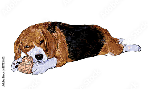 Beagle is playing with the toy