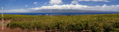 Panorama of Coffee plantation