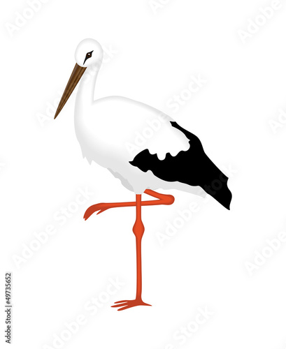 White Stork of a white background, vector illustration