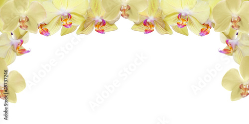 light yellow orchid flowers haf frame photo