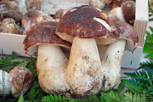 boletus, porcini mushroom