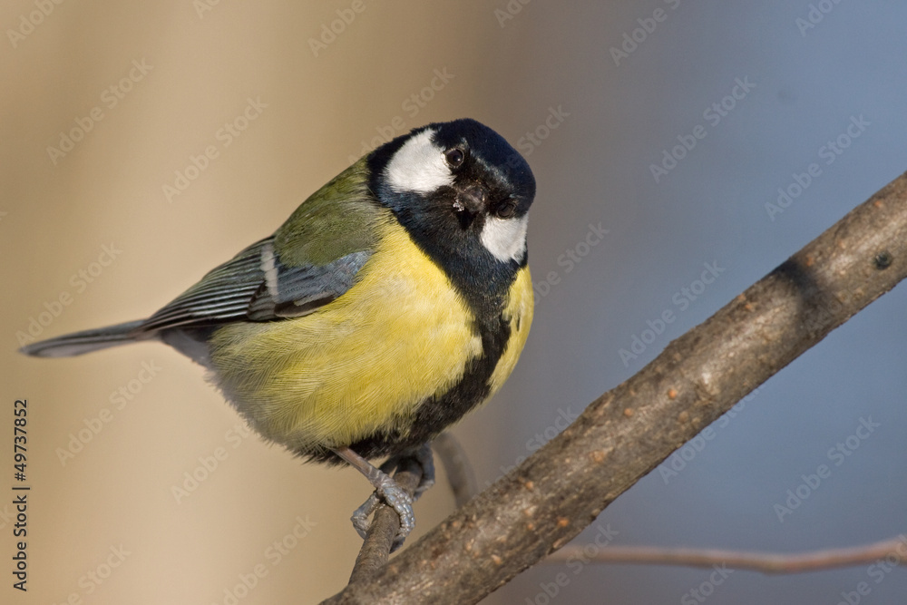 Obraz premium Kohlmeise