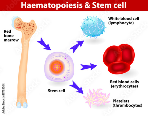 Stem cells & Haematopoiesis