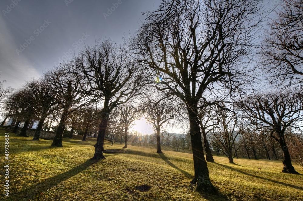 Obraz premium Linden