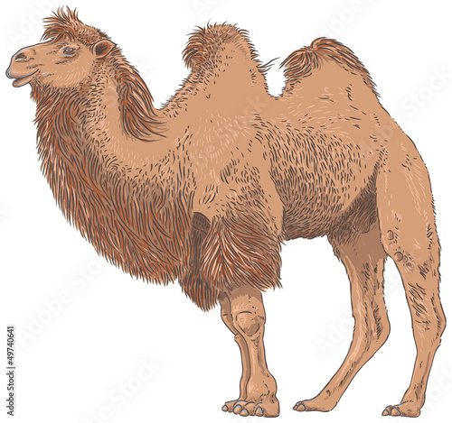 Camel