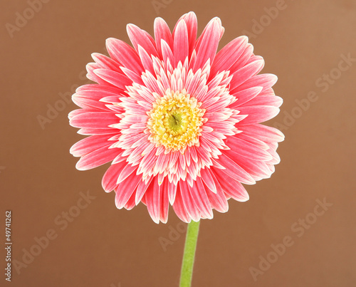 Beautiful Gerber flower on brown background