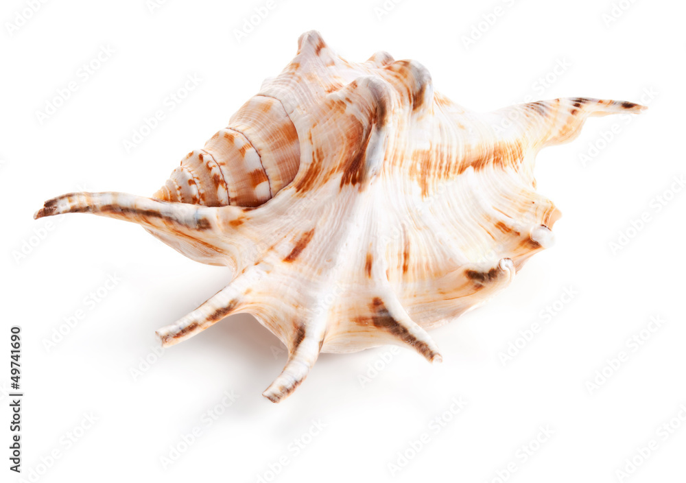 Seashell in close-up isolated on a white Seashell in close-up isolated on a white