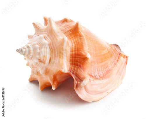 Seashell in close-up isolated on a white © andriigorulko