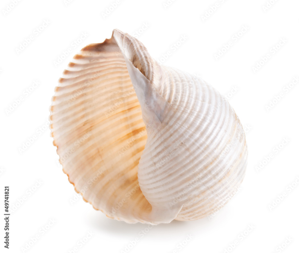 Seashell in close-up isolated on a white