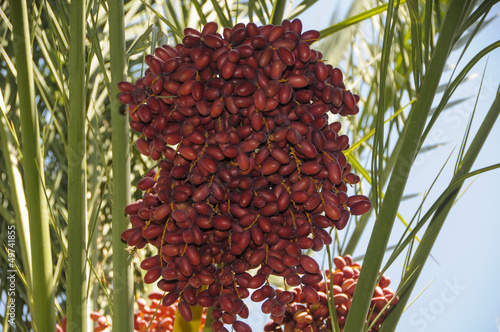date palm fruitFresh dates over white background photo