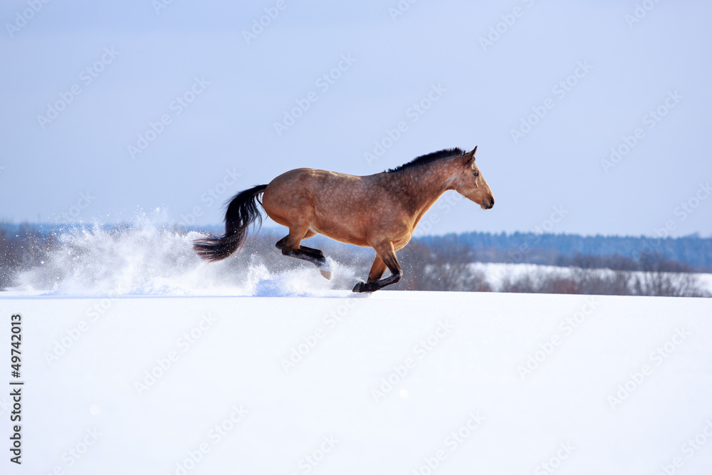 Naklejka premium Trakehner light-bay mare in snow field