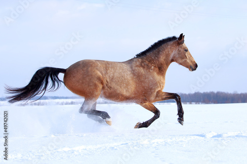 Trakehner light-bay mare in snow field