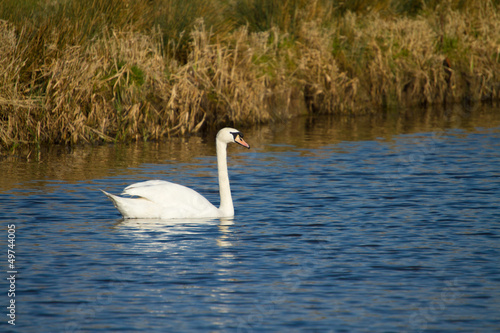 Swan River Axe Somerset England