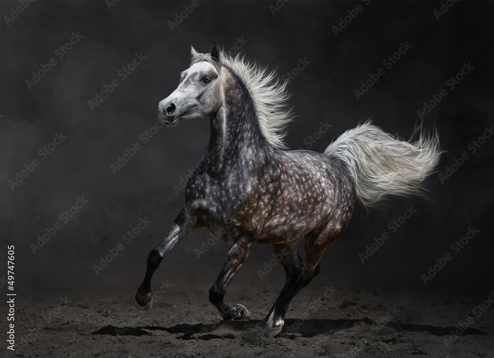 Naklejka premium Szary koń arabski galopuje na ciemnym tle