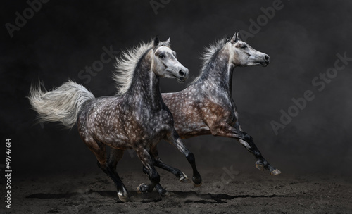 Two gray arabian horses gallop on dark background