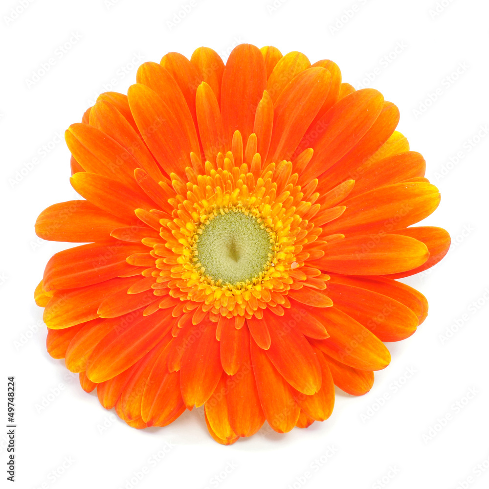 gerbera daisy gerbera daisy