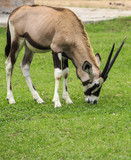 Male Eland in the Park