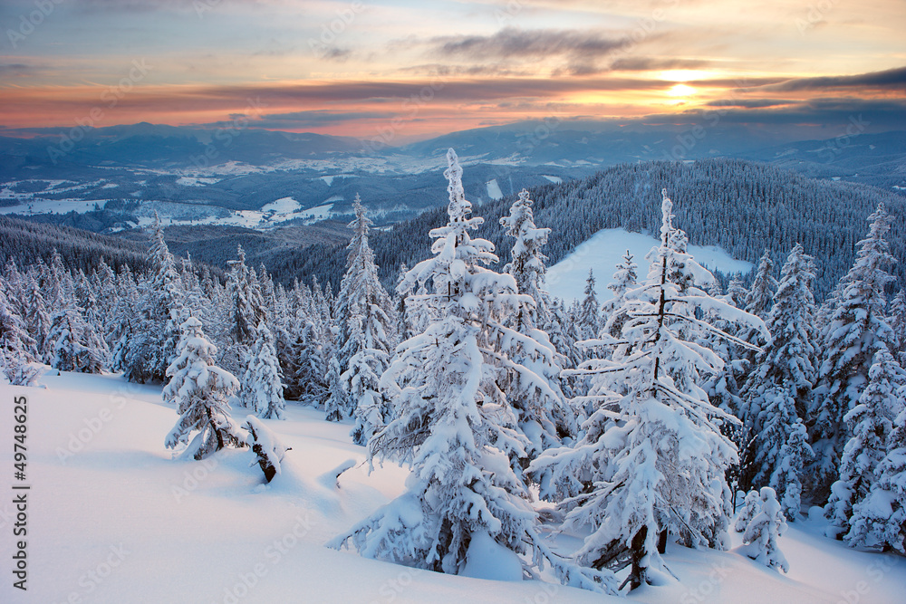 Fototapeta premium Winter forest