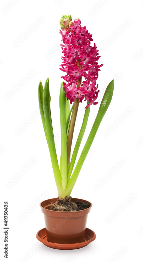 Pink hyacinth in a pot