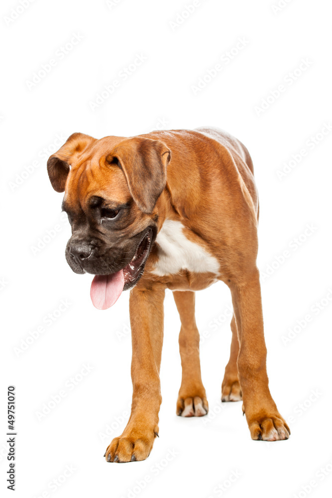 German Boxer puppy