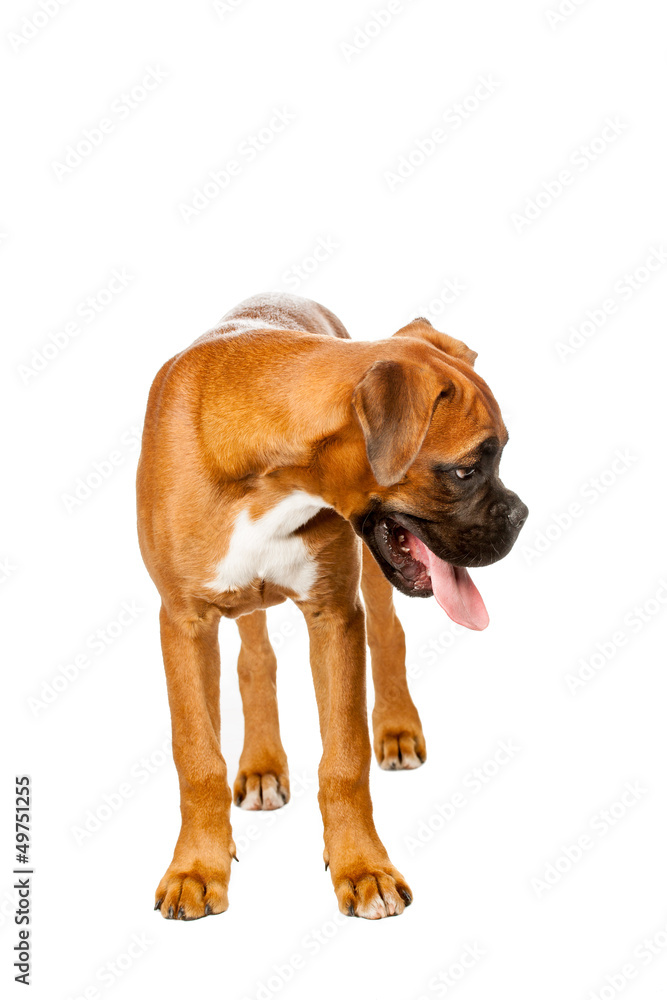 Obraz premium German Boxer puppy