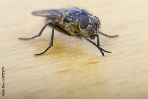 Close up of a  House Fly