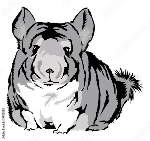 cute Chinchilla (chinchilla lanigera) looking curious