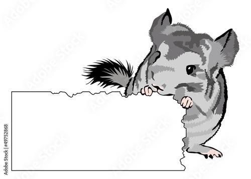 young Chinchilla nibbling on cardboard - add your own text.