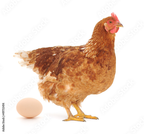Fototapeta Hen and Egg