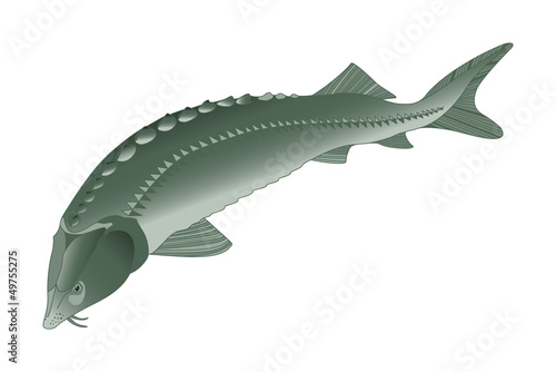 sturgeon
