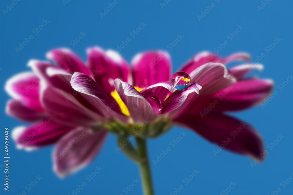 Fototapeta premium red flower and dew drop