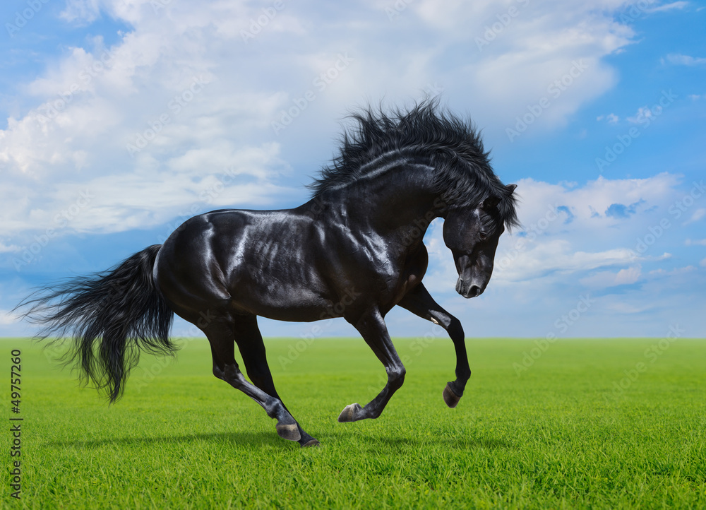 Fototapeta premium Black horse gallops on green field
