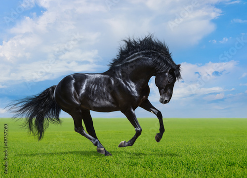 Fototapeta Naklejka Na Ścianę i Meble -  Black horse gallops on green field