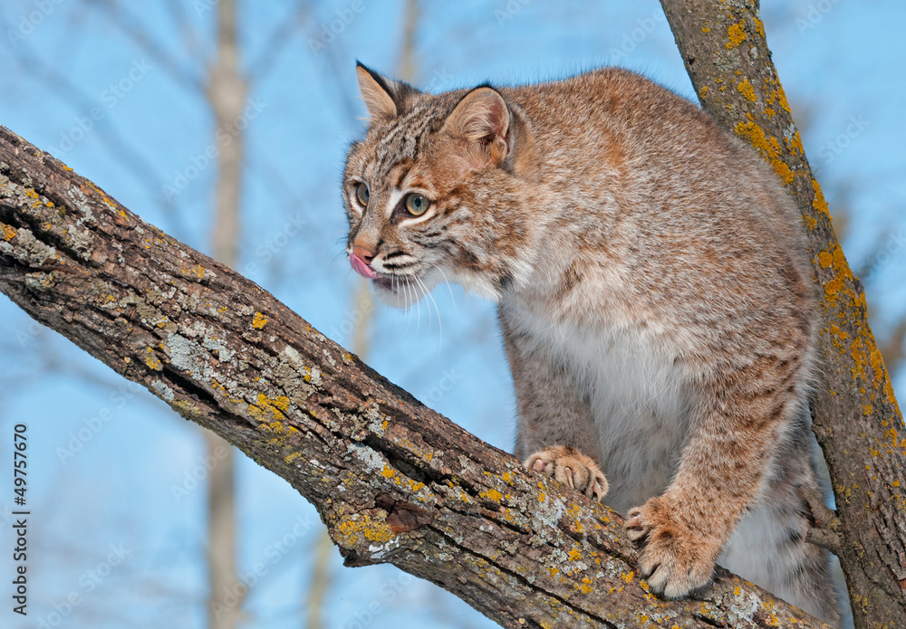 Bobcat (Lynx rufus) in Tree Licks Nose Bobcat (Lynx rufus) in Tree Licks Nose