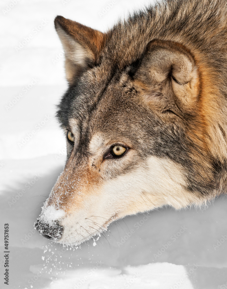 Obraz premium Grey Wolf (Canis lupus) Head with Snow