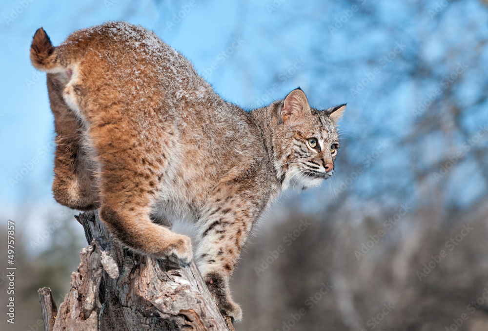 Bobcat (Lynx rufus) With Snow in His Fur Stands on Stump Bobcat (Lynx rufus) With Snow in His Fur Stands on Stump