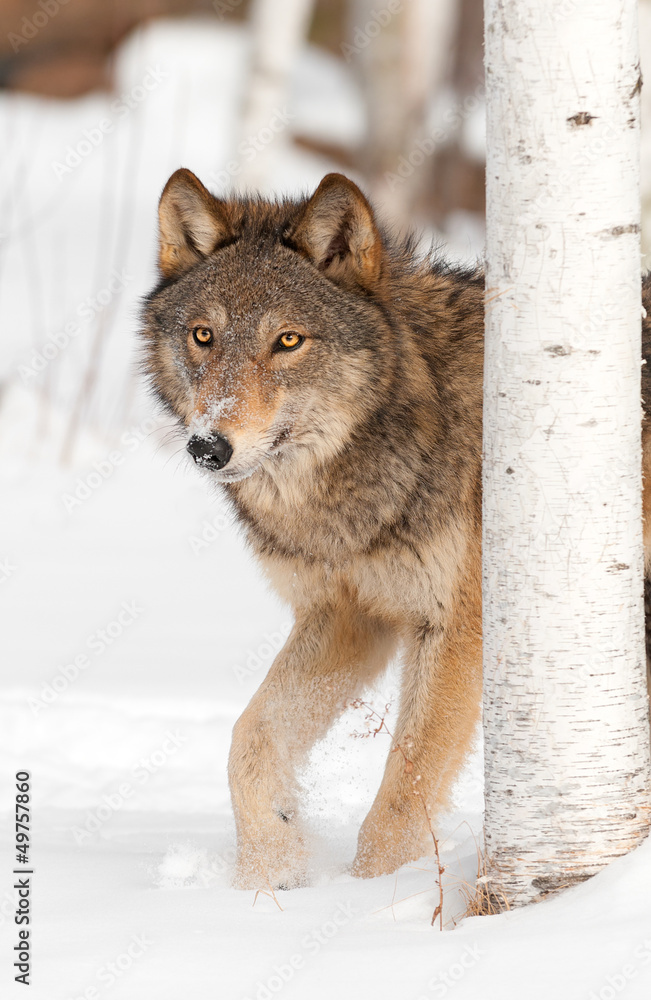 Grey Wolf (Canis lupus) Walks from Behind Birch Tree Grey Wolf (Canis lupus) Walks from Behind Birch Tree