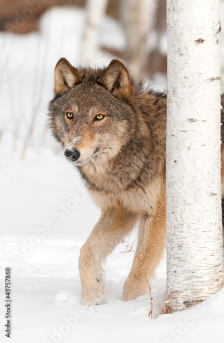 Grey Wolf (Canis lupus) Walks from Behind Birch Tree